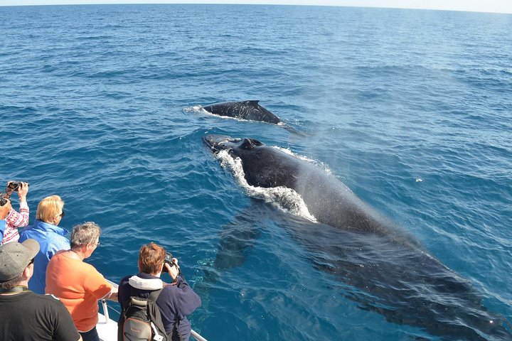 Whale Watching Samana
